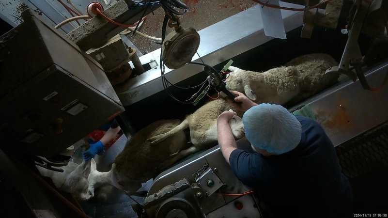 Sheep in V restrainer