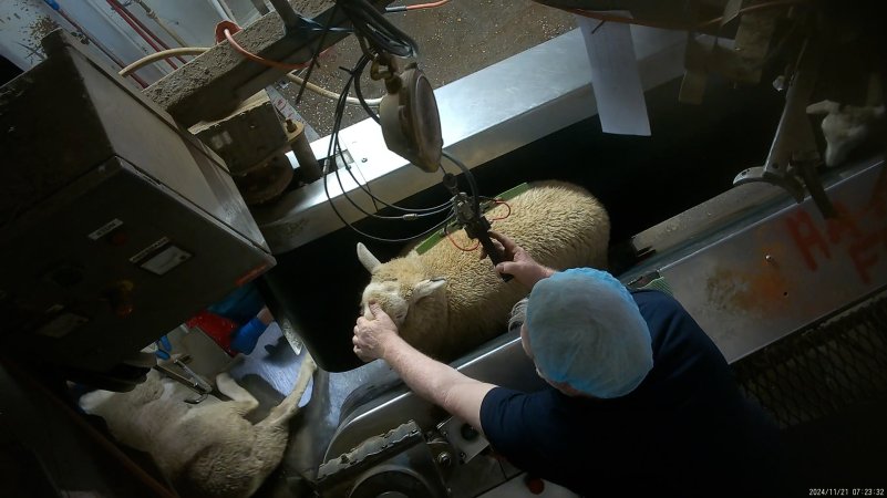 Sheep in V restrainer