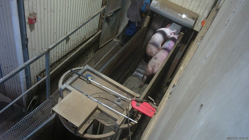 Sows entering the knockbox from the race