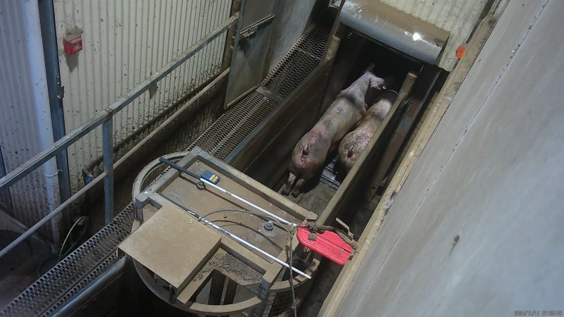 Sows in the race at the entrance to the knockbox