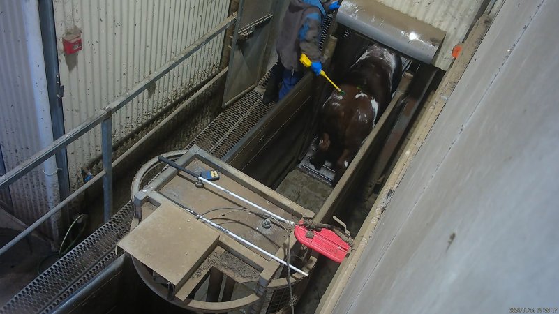 Cow in race forced into knockbox with electric prodder