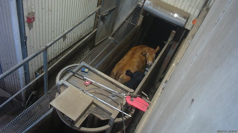 Cow in race tries to turn around