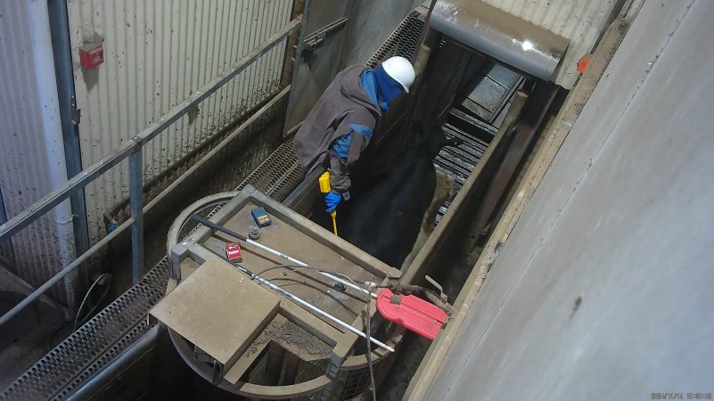 Cow in race forced into knockbox with electric prodder