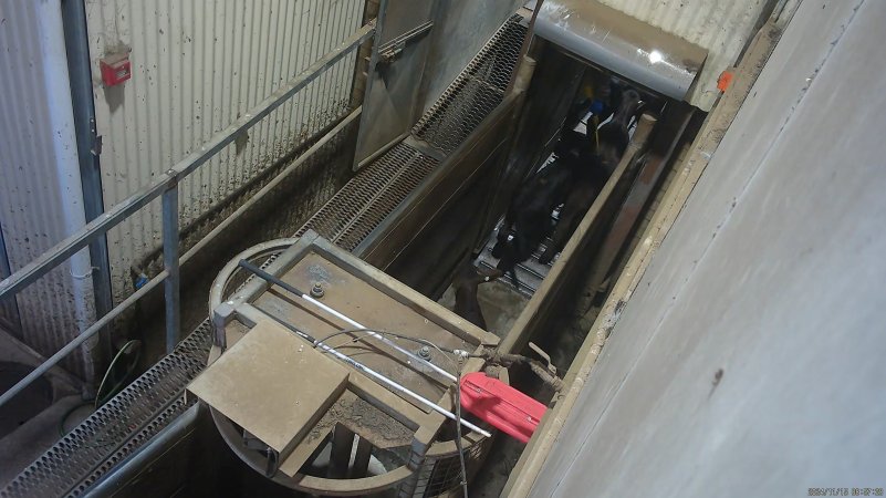 Black calves in race, forced into knockbox with electric prodder
