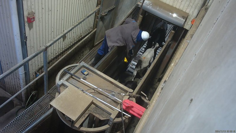 Calves in race, forced into knockbox with electric prodder