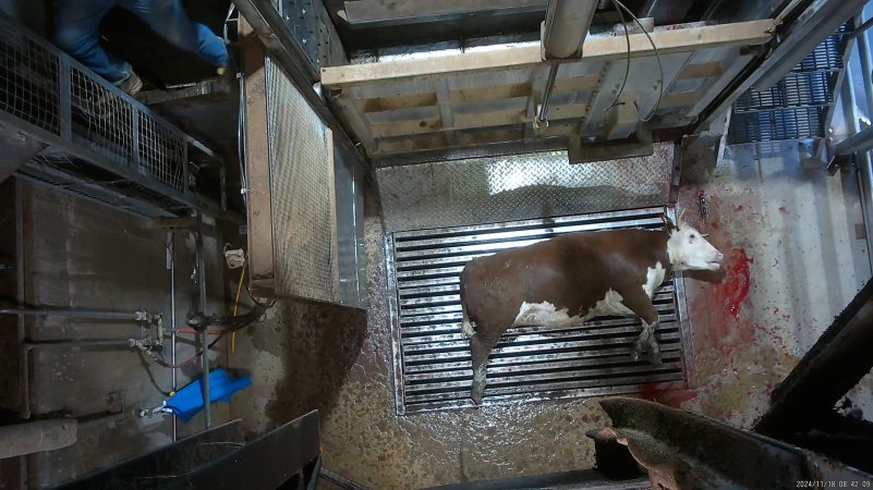 Cow on metal grate, tipped out of knockbox