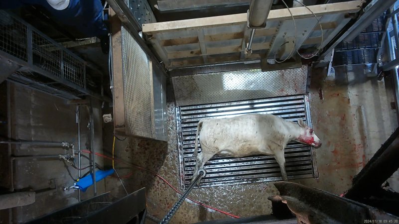 Cow on metal grate, tipped out of knockbox