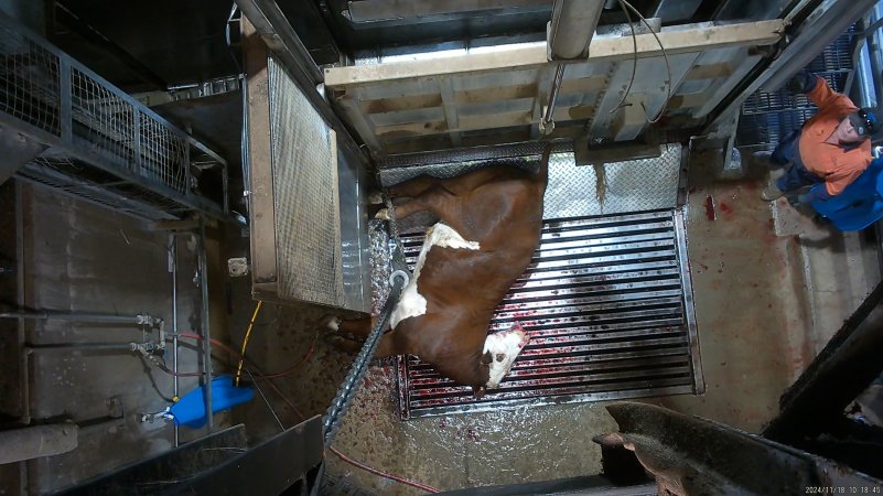 Cow on metal grate, tipped out of knockbox