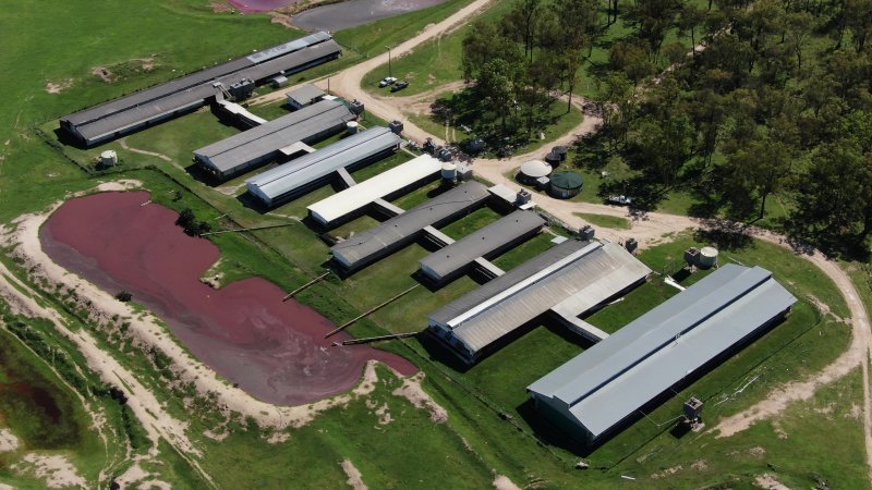 Leyton Park Piggery