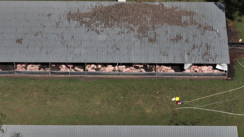 Judy Amado Johnson Piggery