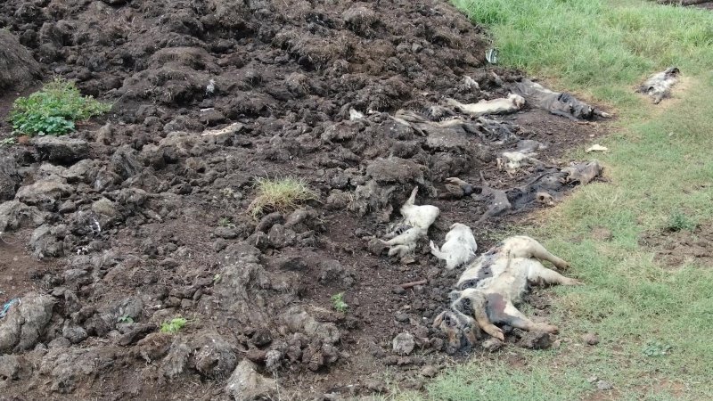 Dead pile outside Piggery