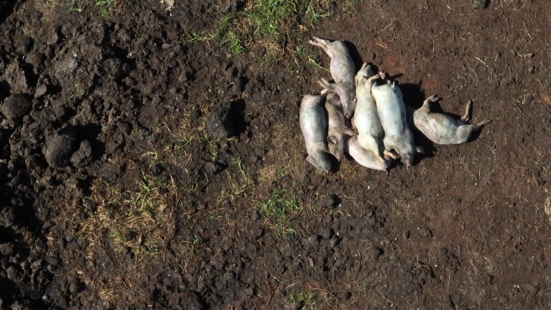 Dead pile outside Piggery