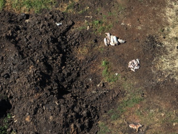 Dead pile outside Piggery