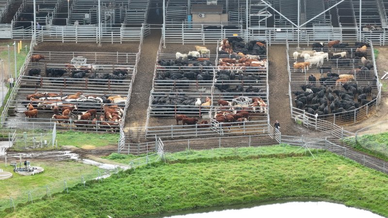Southern Regional Livestock Exchange