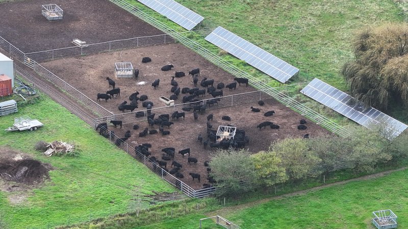 Southern Regional Livestock Exchange