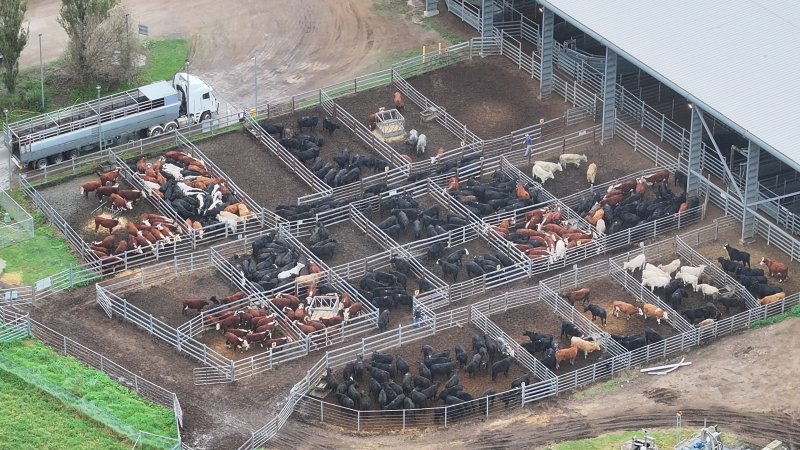 Southern Regional Livestock Exchange