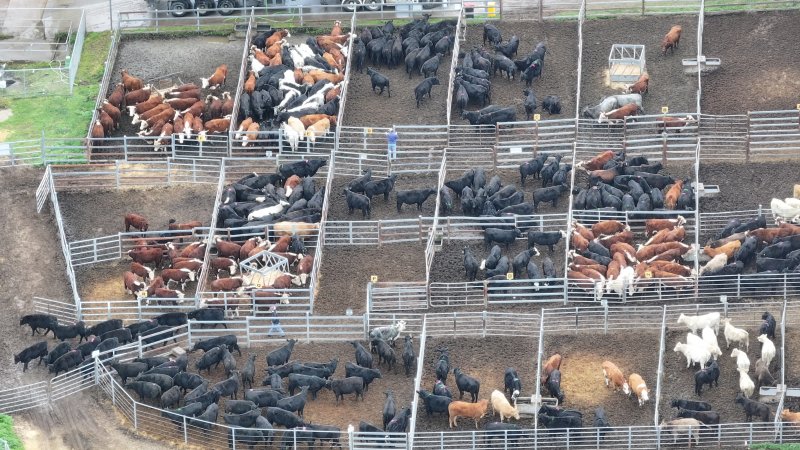 Southern Regional Livestock Exchange