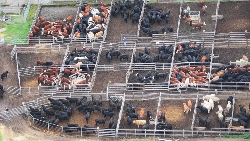Southern Regional Livestock Exchange