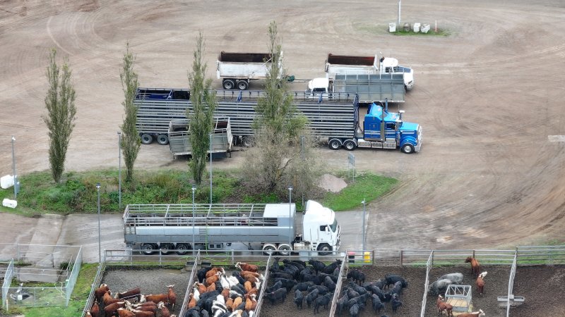 Southern Regional Livestock Exchange