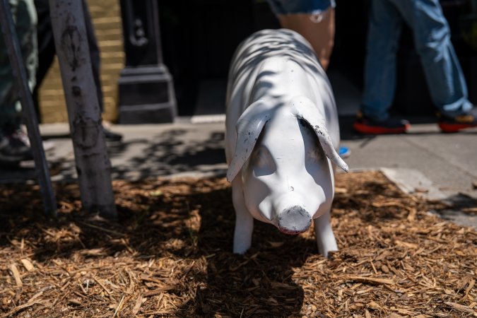 Animal Liberation March 2025