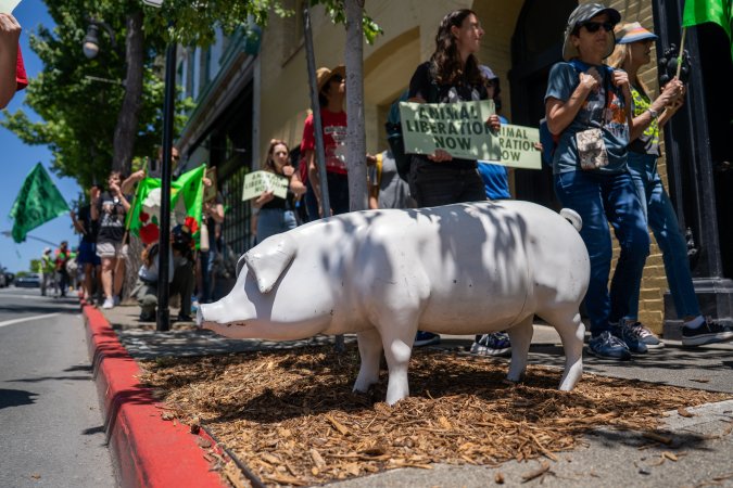 Animal Liberation March 2025