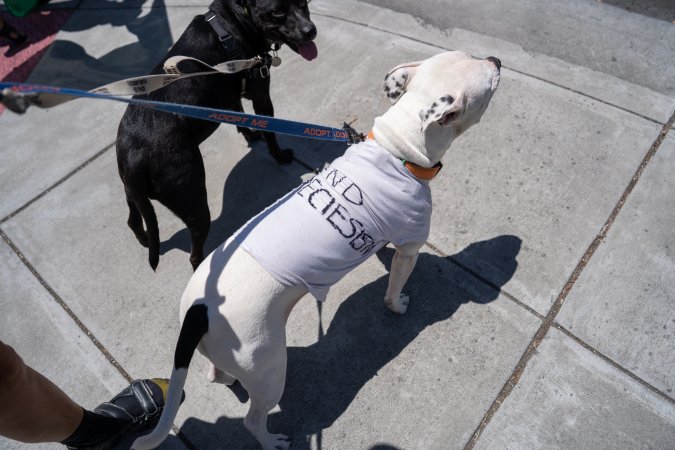 Animal Liberation March 2025