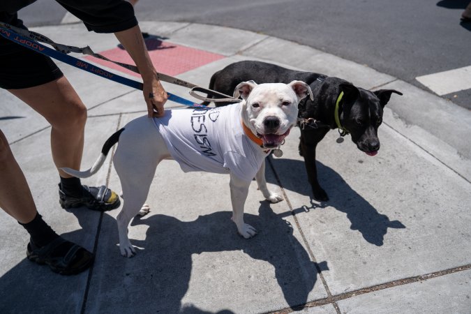 Animal Liberation March 2025
