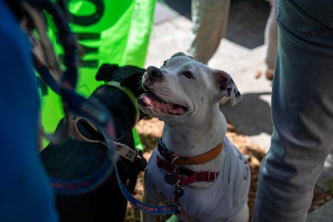 Animal Liberation March 2025