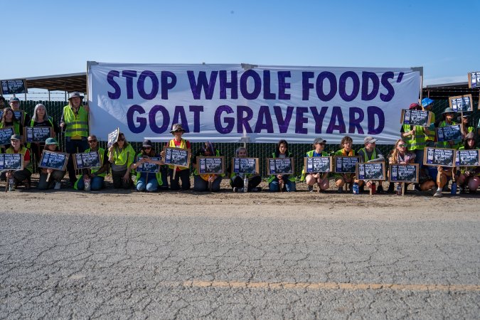 Action - Vera Goat Dairy (Meyenberg Goat Milk)