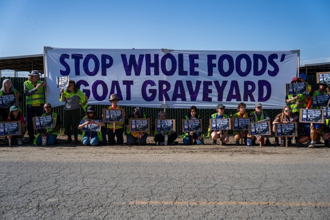 Action - Vera Goat Dairy (Meyenberg Goat Milk)