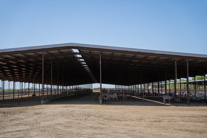 Action - Vera Goat Dairy (Meyenberg Goat Milk)