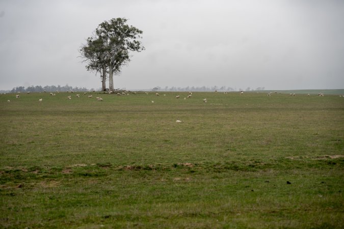 Dead lamb in a paddock in Tasmania