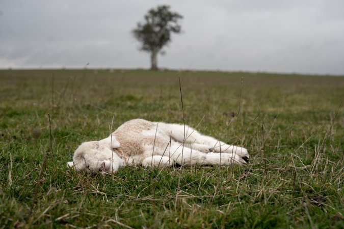 Dead lamb in a paddock in Tasmania