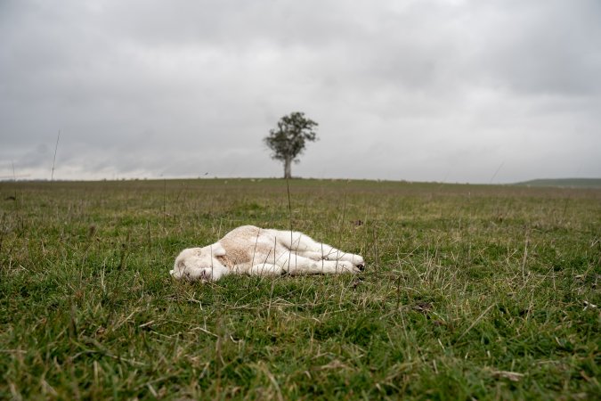 Dead lamb in a paddock in Tasmania