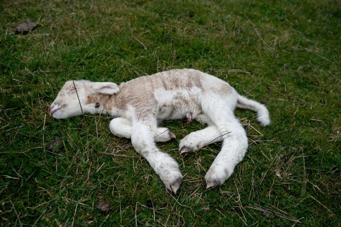 Dead lamb in a paddock in Tasmania