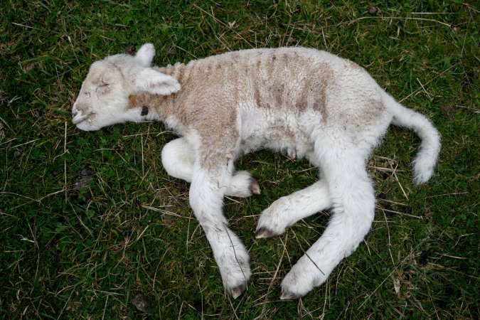 Dead lamb in a paddock in Tasmania