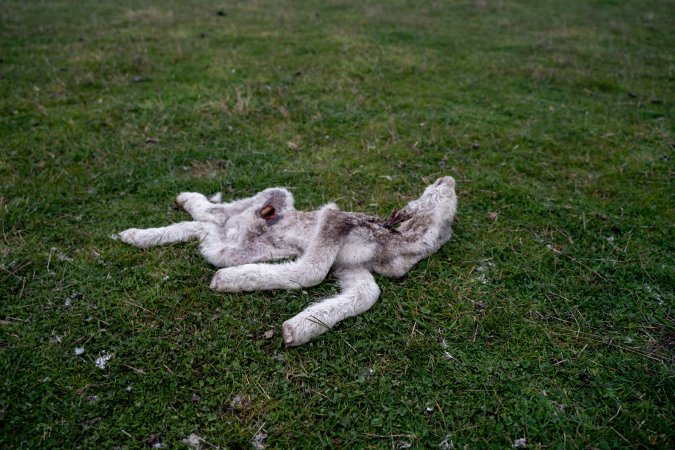 Dead lamb in a paddock in Tasmania