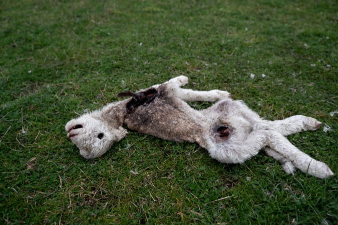Dead lamb in a paddock in Tasmania