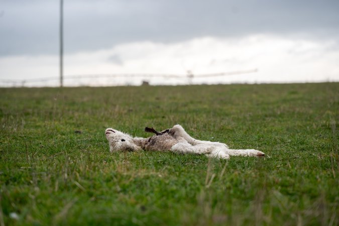 Dead lamb in a paddock in Tasmania
