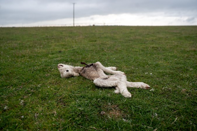 Dead lamb in a paddock in Tasmania
