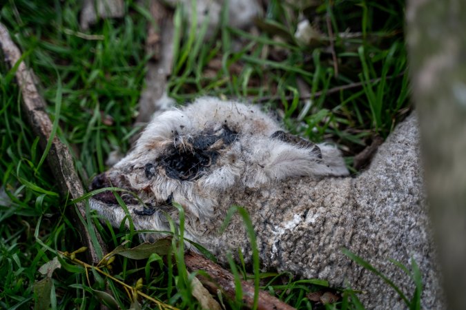 Dead lamb in a paddock in Tasmania