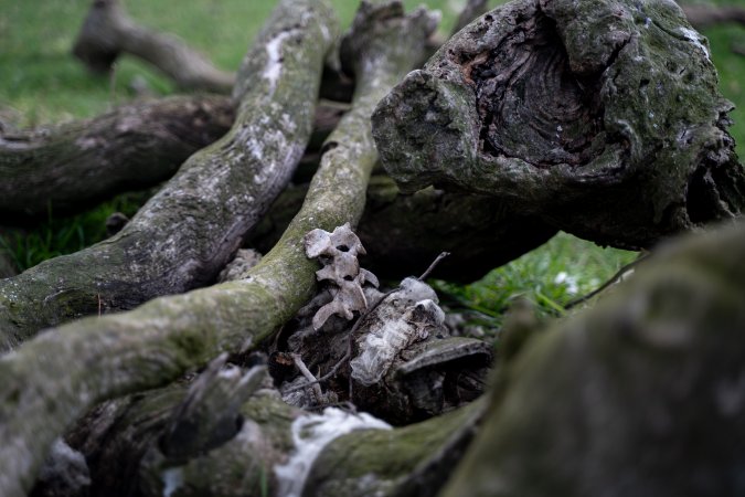 Bones of a dead lamb amongst logs, in a paddock in Tasmania