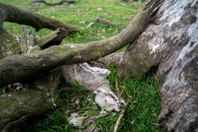 Remains of a dead lamb amongst logs, in a paddock in Tasmania