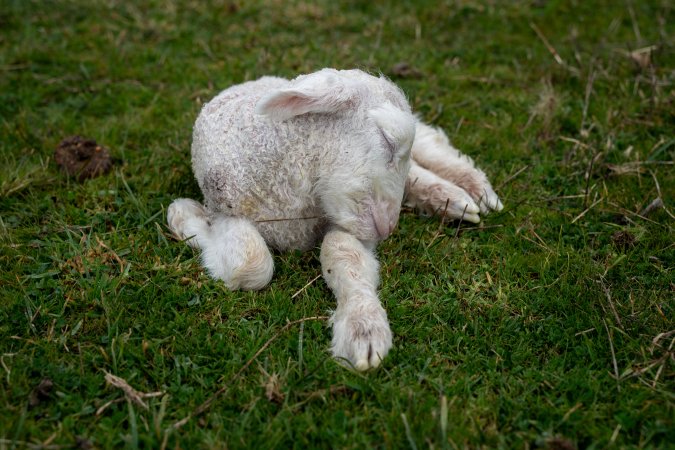 Shivering lamb in a paddock in Tasmania