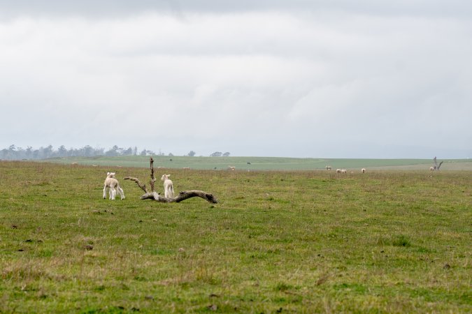 Two newborn lambs in a cold paddock in Tasmania