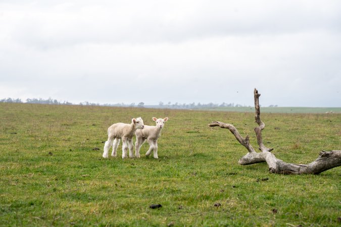 Two newborn lambs in a cold paddock in Tasmania