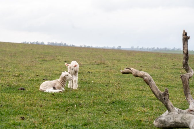 Two newborn lambs in a cold paddock in Tasmania