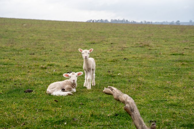 Two newborn lambs in a cold paddock in Tasmania