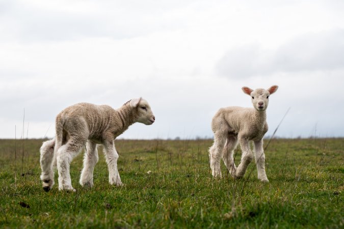 Two newborn lambs in a cold paddock in Tasmania