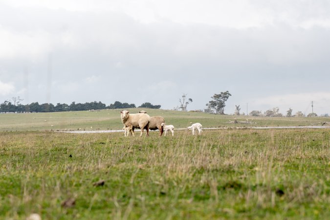 Sheep with their lambs, in a cold paddock in Tasmania
